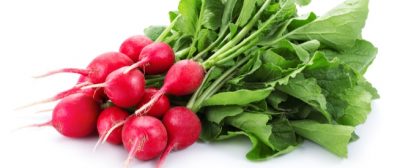 فجل احمر ربطة