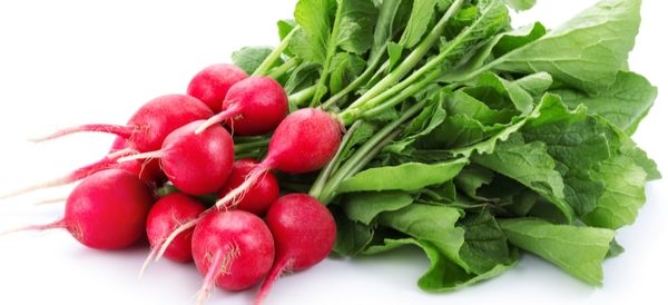 فجل احمر ربطة