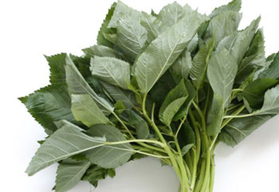 ملوخيه ربطة