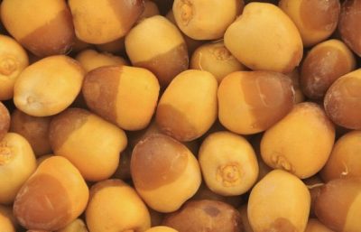 [:ar]روثانة المدينه[:en]فلين رطب[:]