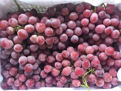 عنب احمر كرتون