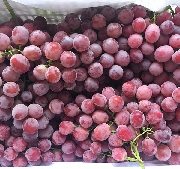 عنب احمر كرتون