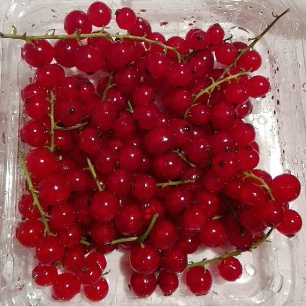 [:ar]كشمش آحمر[:]